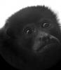 HowlerMonkey's Avatar