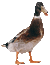 Ducky!
